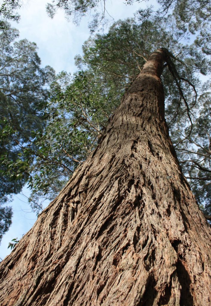 Eucalyptus Fastigata brown barrel stringy bark