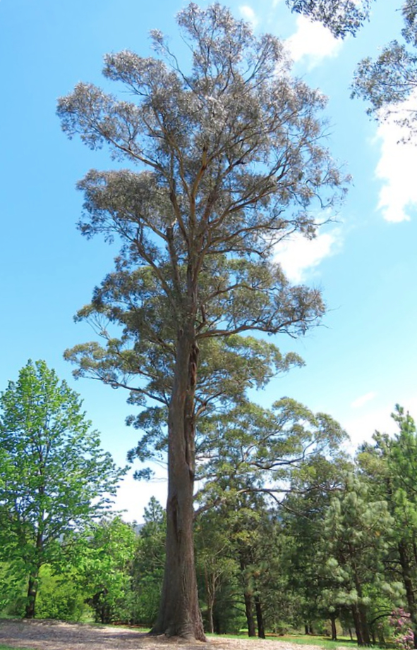 Eucalyptus Fastigata stately specimen