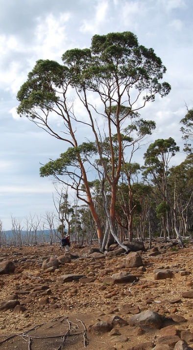 Eucalyptus Rodwayi by lake shore