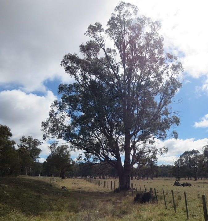 Eucalyptus Rodwayi tree