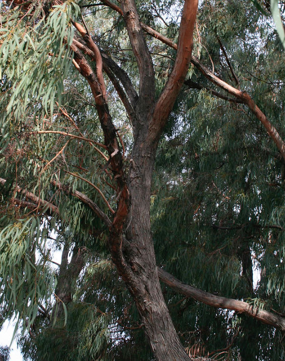 Eucalyptus Rodwayi upper branches