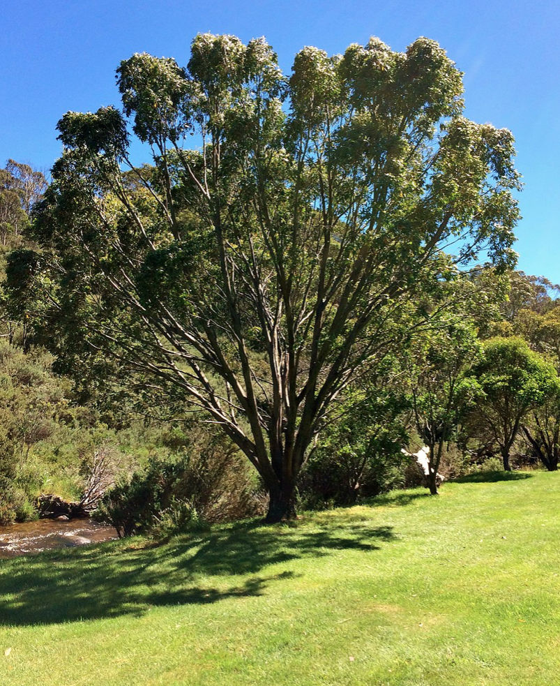 Eucalyptus Stellulata by river