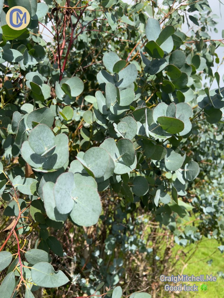 Eucalyptus Urnigera foliage