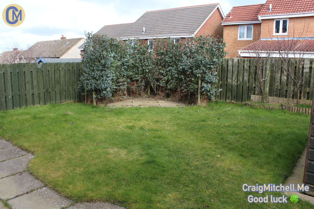 Eucalyptus Gunnii hedge Gilmerton April 2015