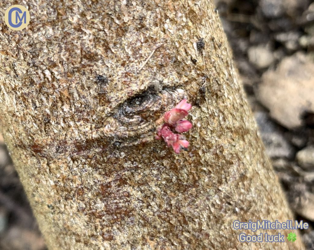 Eucalyptus Gunnii hedge new growth shoots 140720